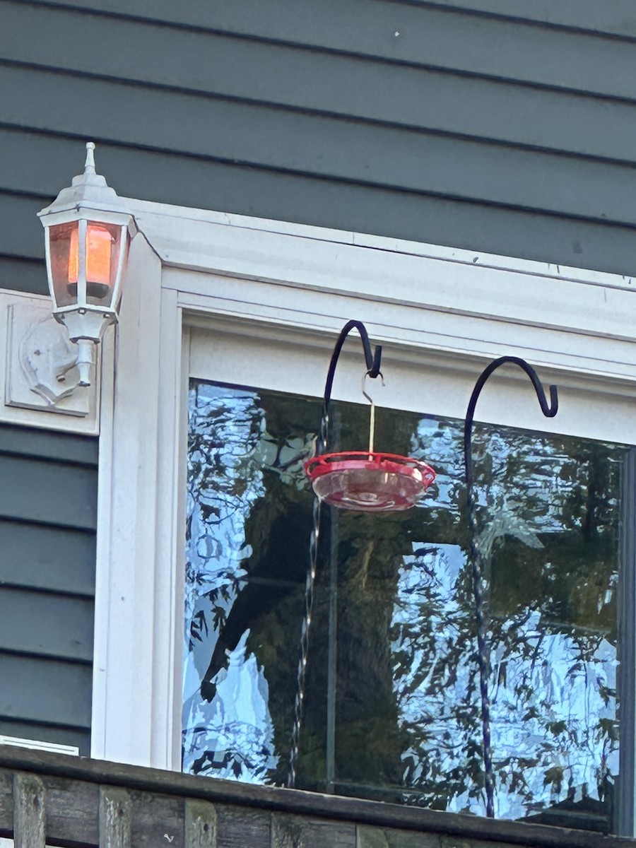 Broad-billed Hummingbird - ML644102277