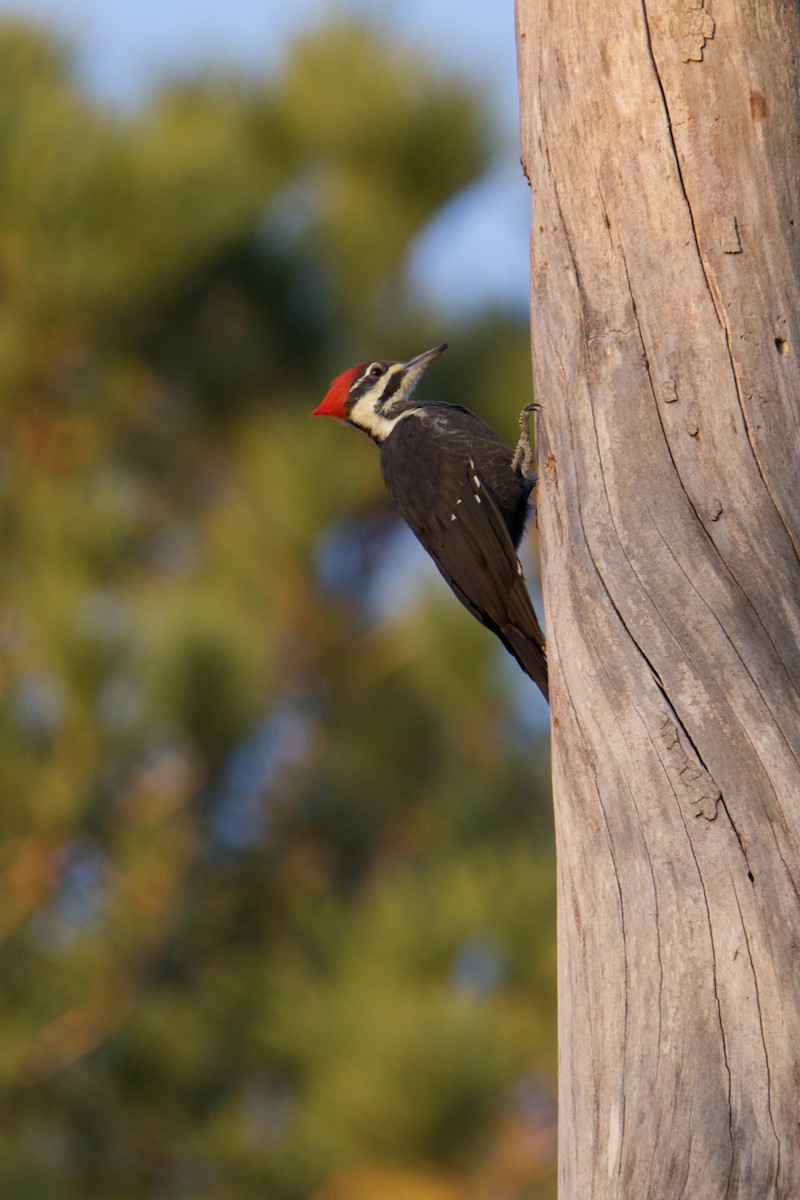 Pileated Woodpecker - ML644102279