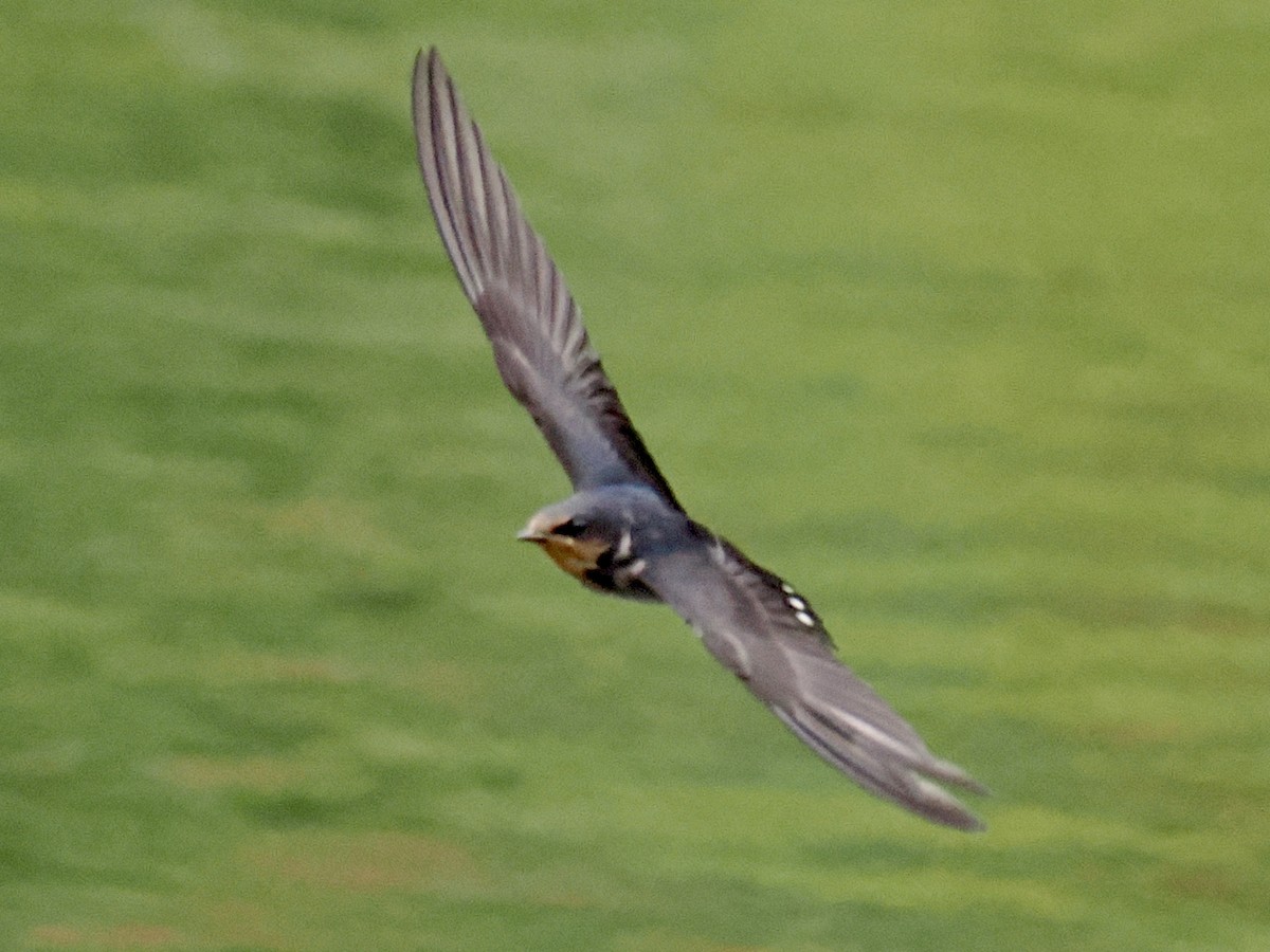 Pacific Swallow - ML644102285