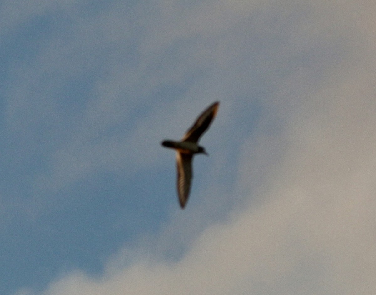 Killdeer - ML644102287