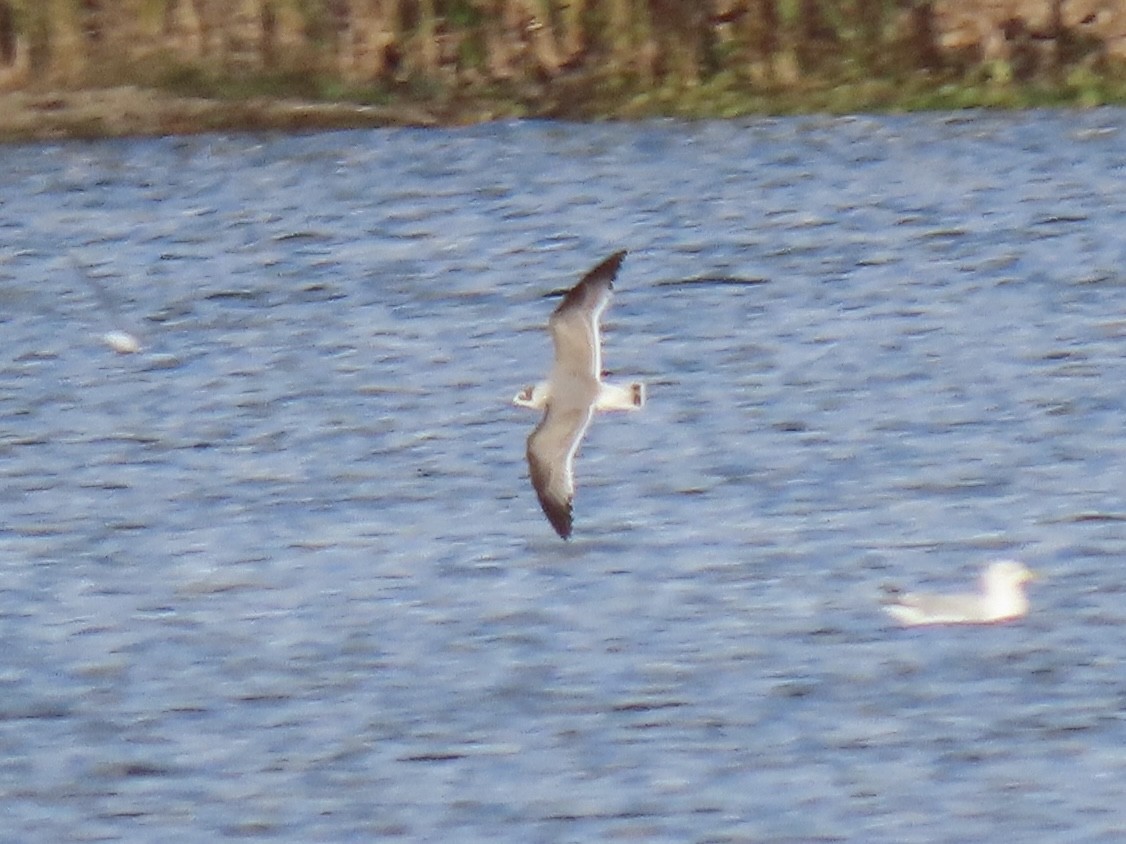 Franklin's Gull - ML644102288