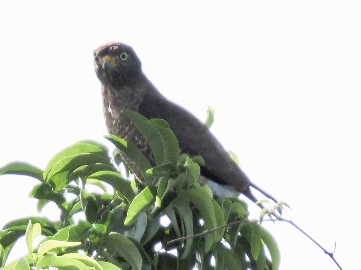 Roadside Hawk - ML644102292