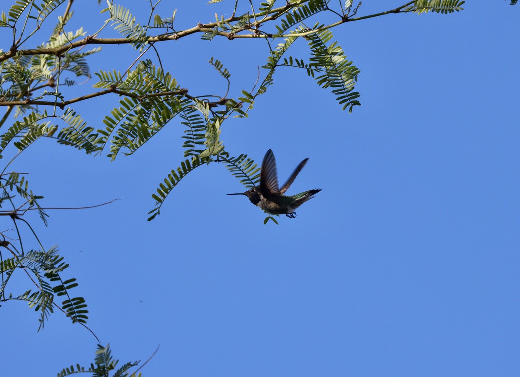 Anna's Hummingbird - ML644102293