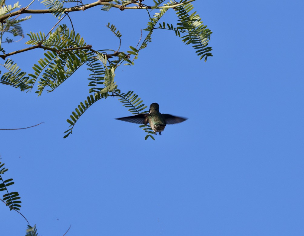 Anna's Hummingbird - ML644102294