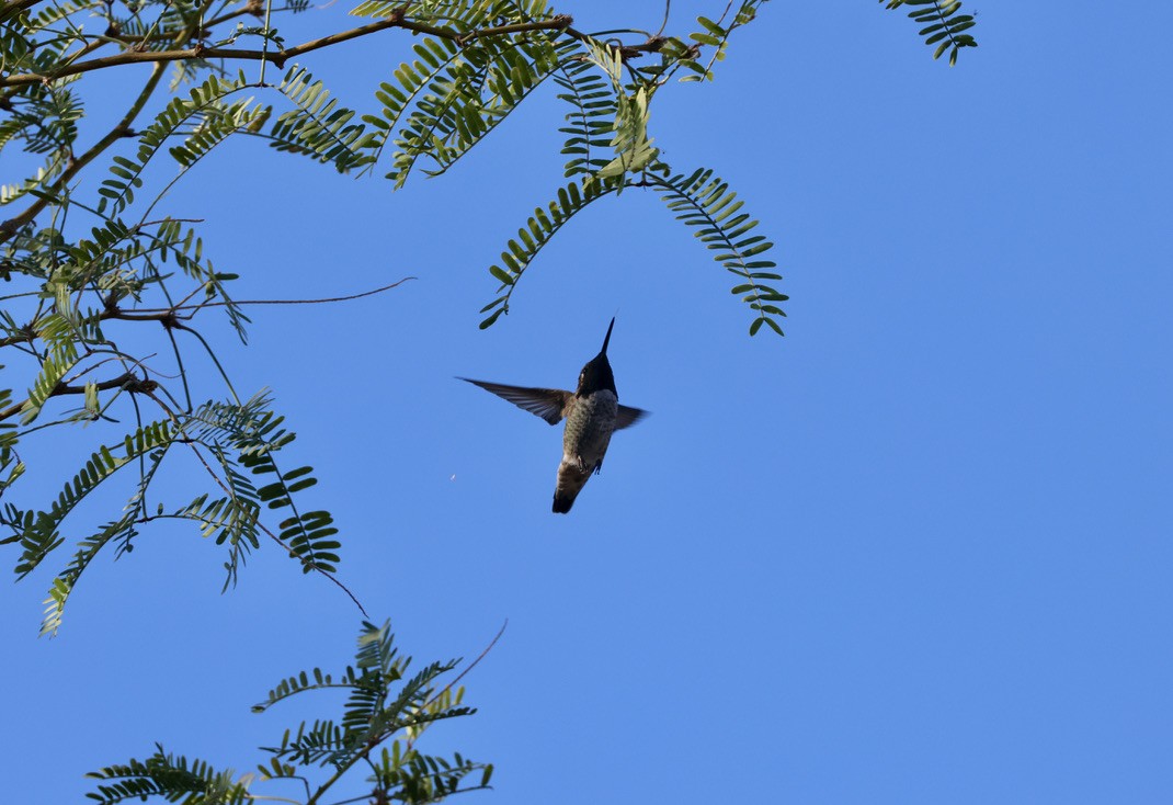 Anna's Hummingbird - ML644102295