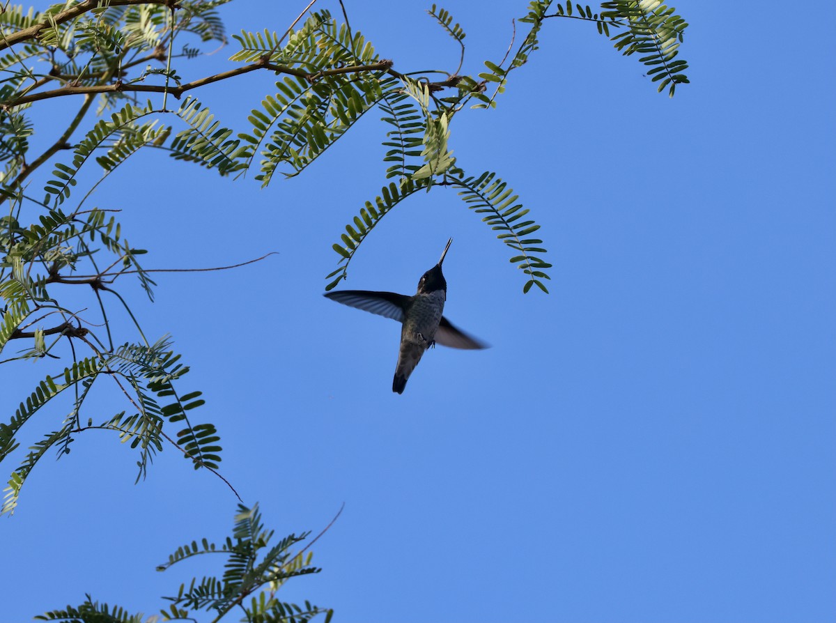 Anna's Hummingbird - ML644102300