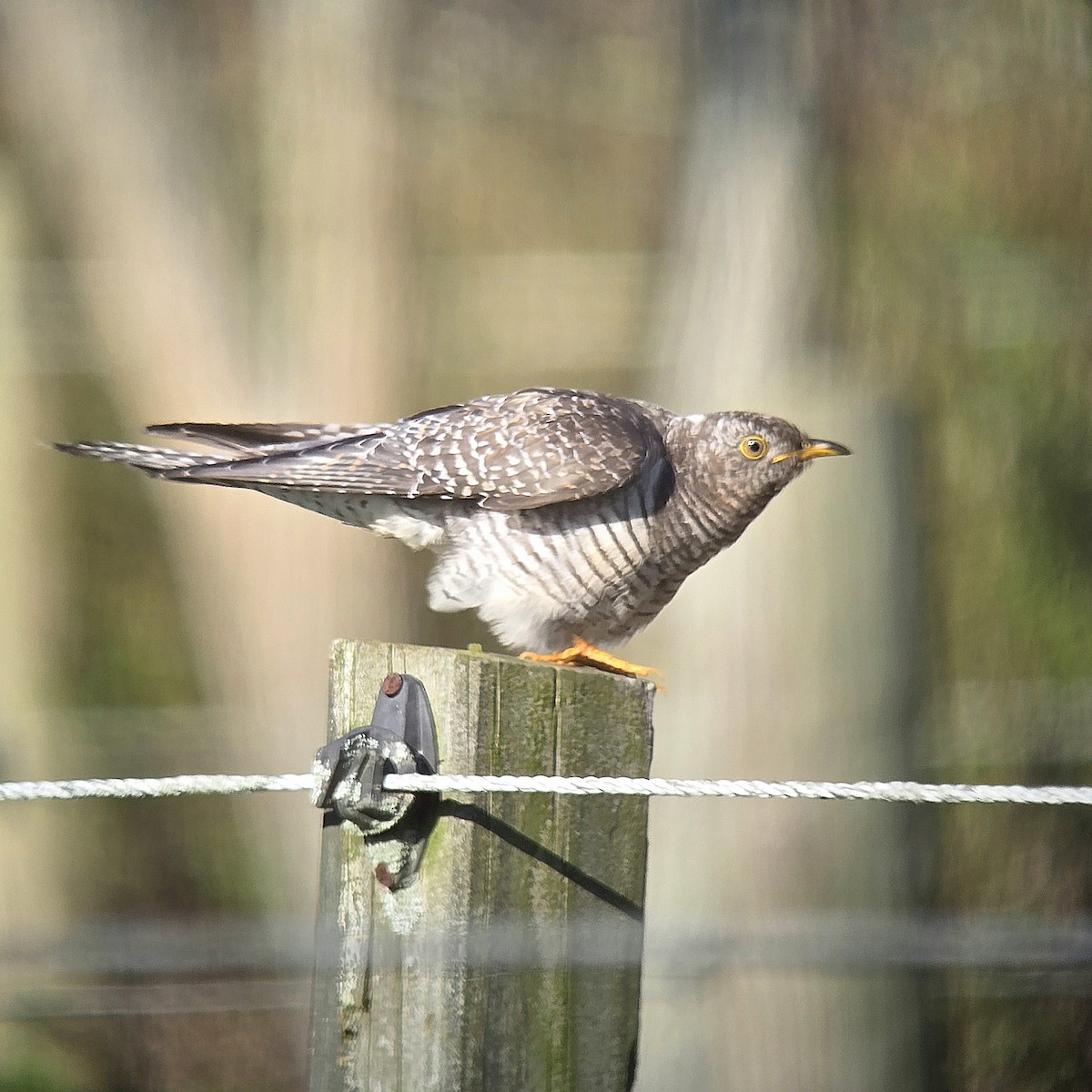 Common Cuckoo - ML644102302