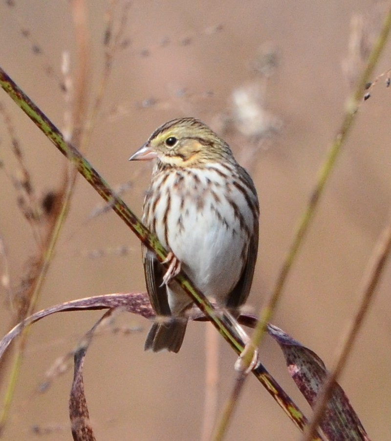 サバンナシトド - ML644102312