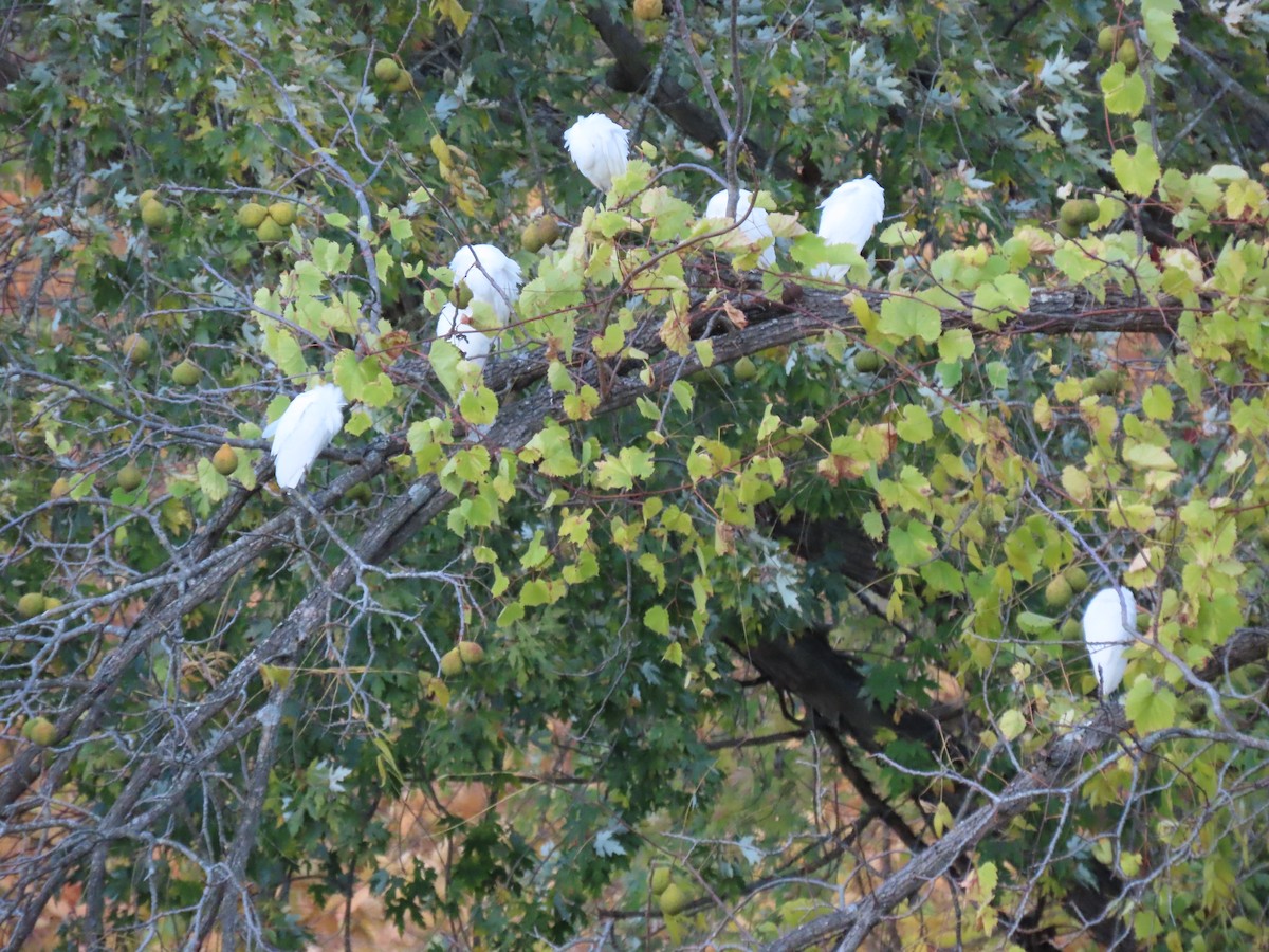 Western Cattle-Egret - ML644102313