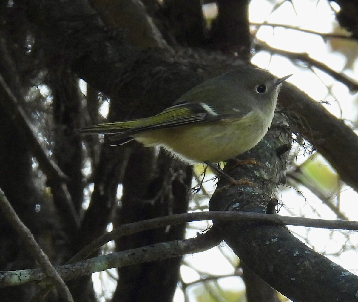 Ruby-crowned Kinglet - ML644102314