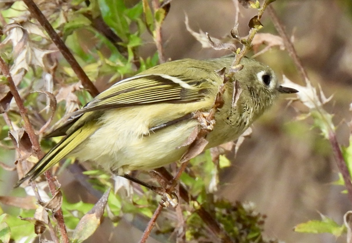 Ruby-crowned Kinglet - ML644102315
