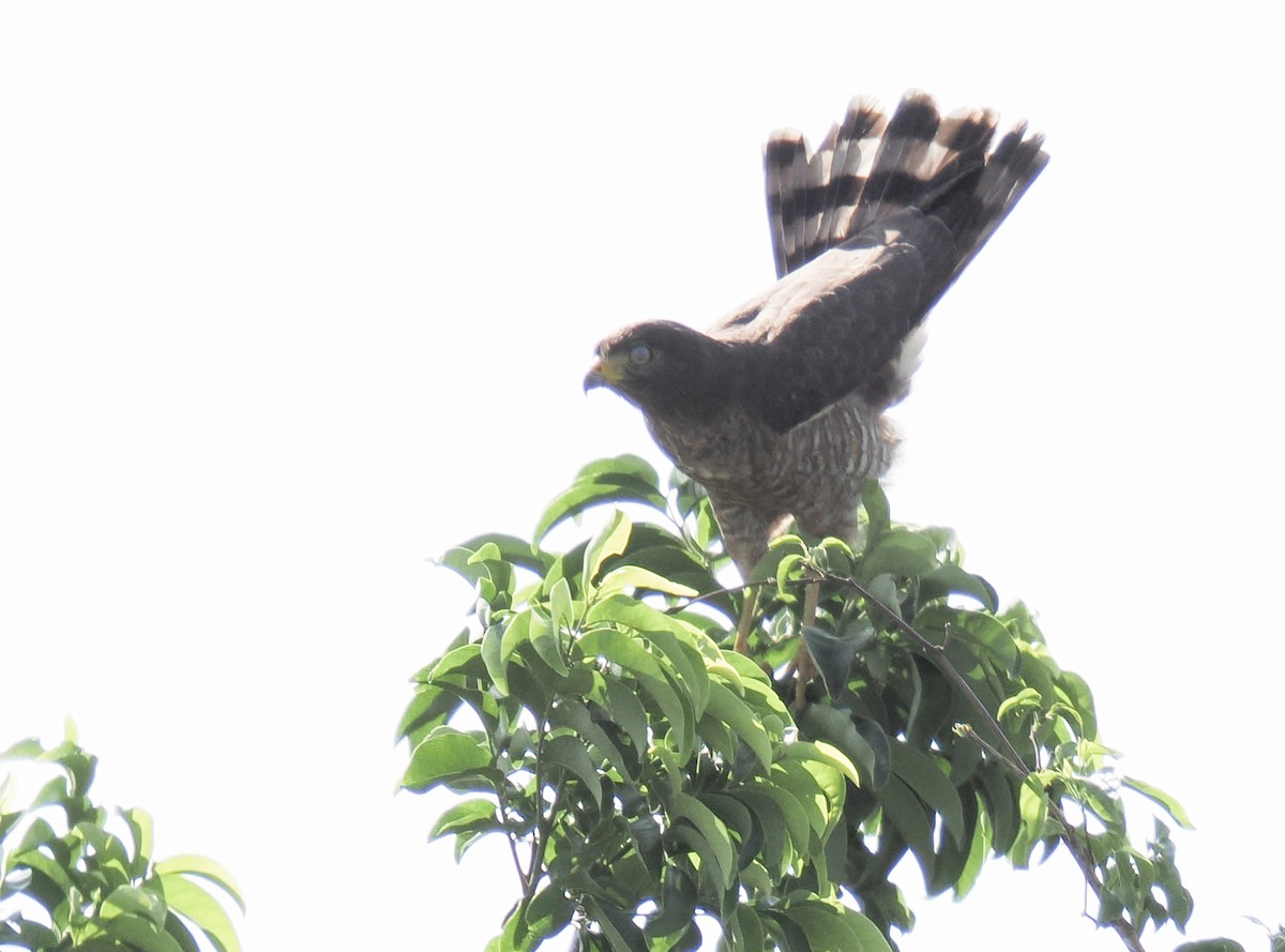 Roadside Hawk - ML644102317