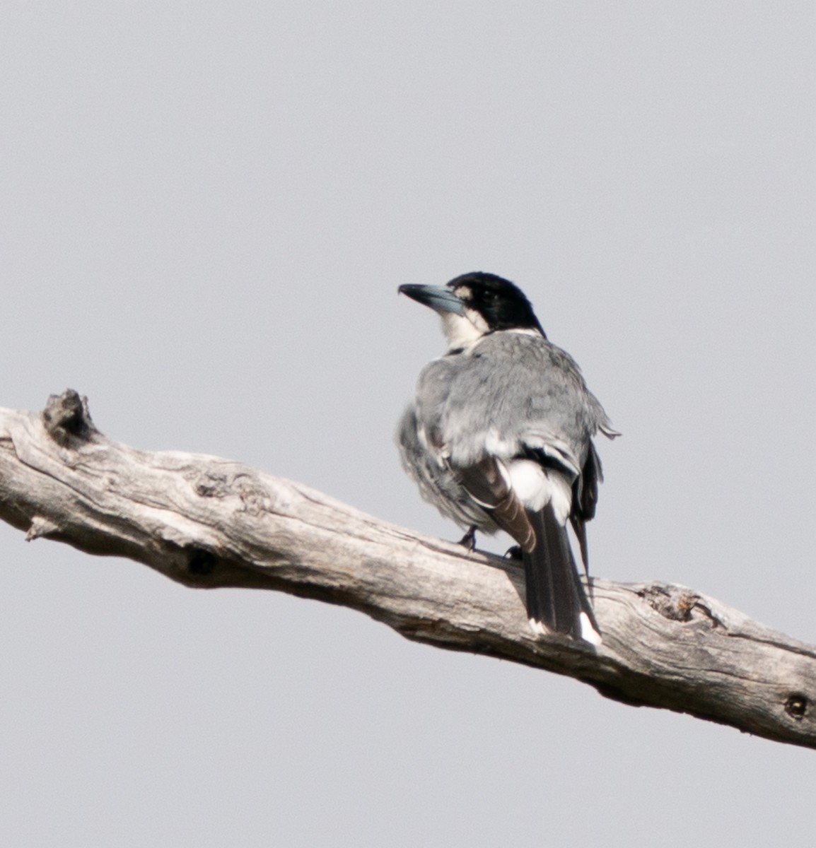 Gray Butcherbird - ML644102320