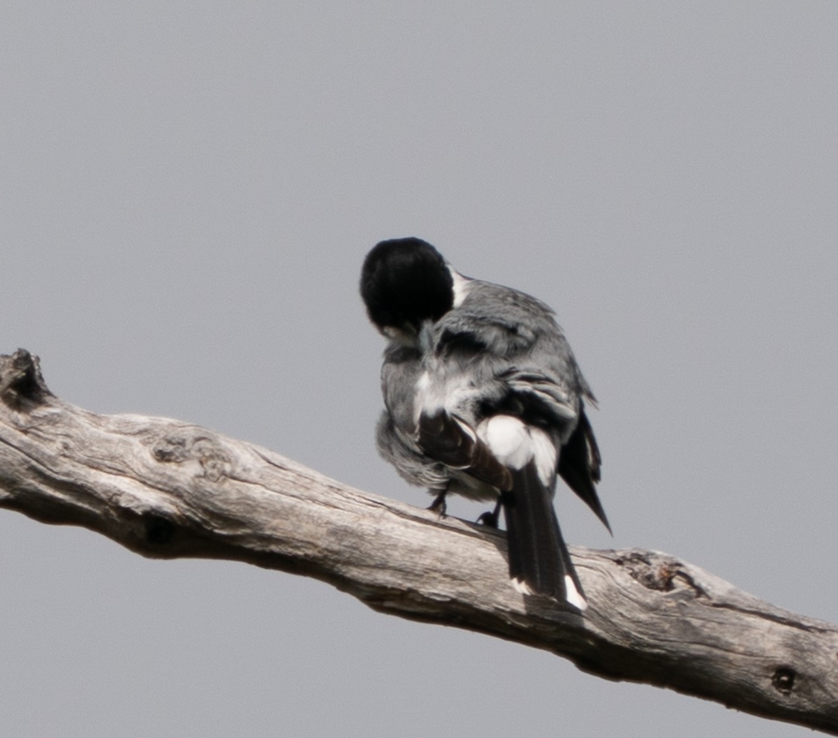 Gray Butcherbird - ML644102321
