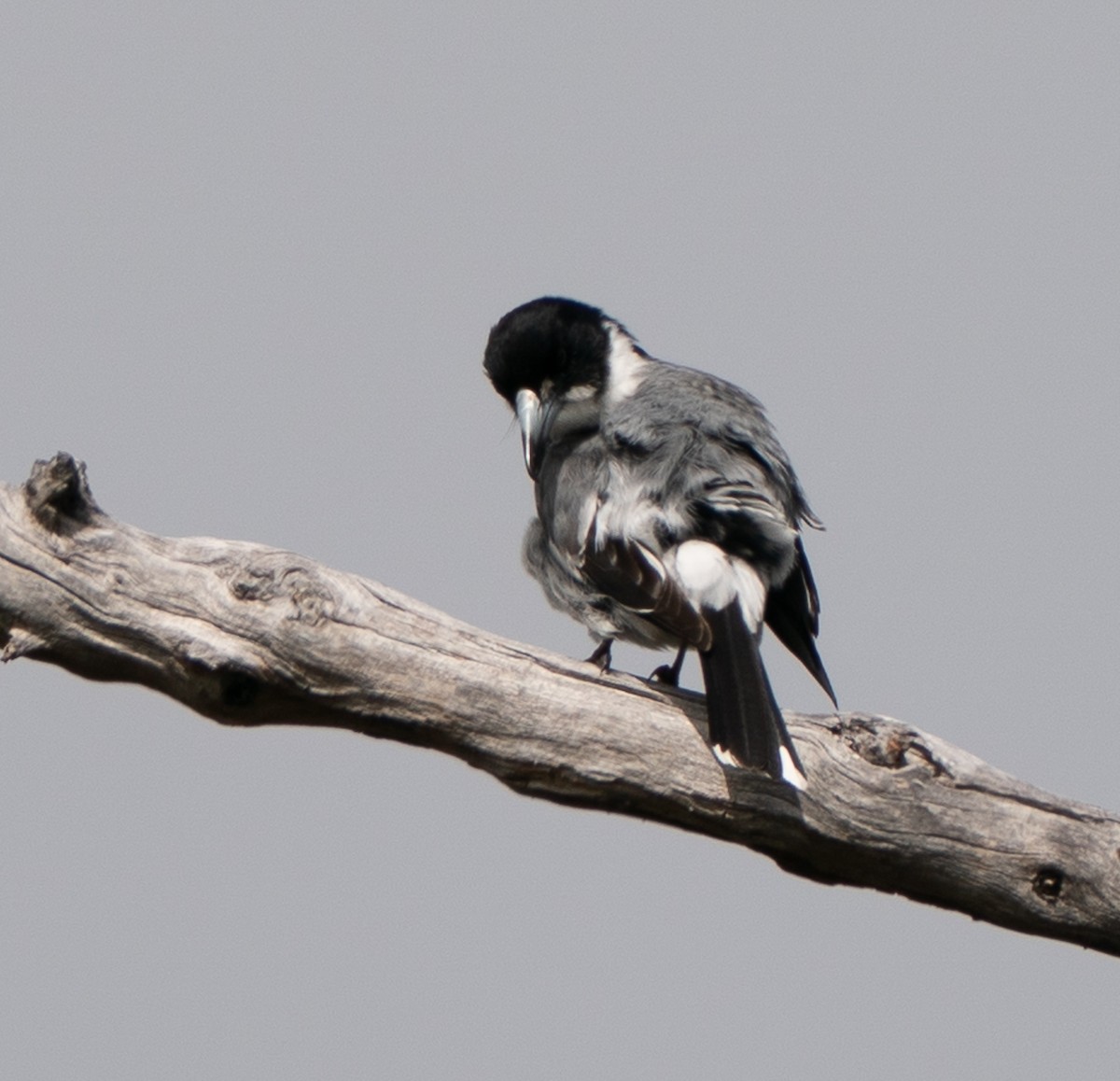 Gray Butcherbird - ML644102322