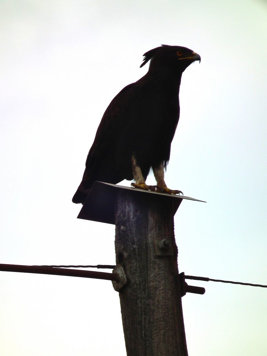 Long-crested Eagle - ML644102327