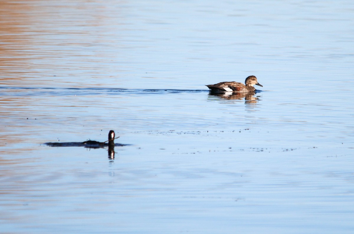 Gadwall - ML644102335