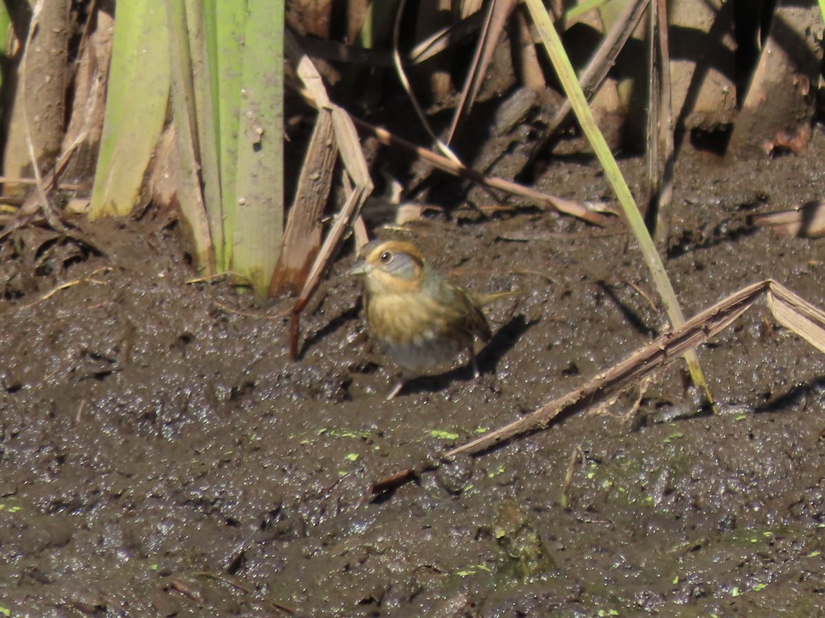 Nelson's Sparrow - ML644102337