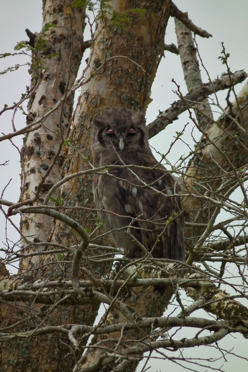 Verreaux's Eagle-Owl - ML644102355