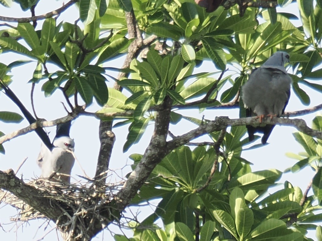 Plumbeous Kite - ML644102365