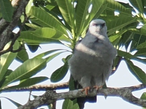 Plumbeous Kite - ML644102375