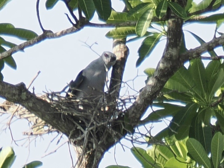 Plumbeous Kite - ML644102378
