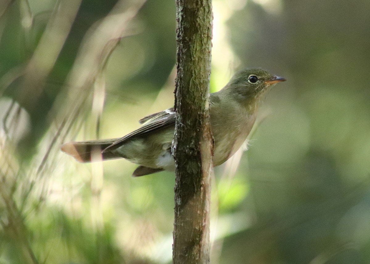 Olivaceous Elaenia - ML644102392