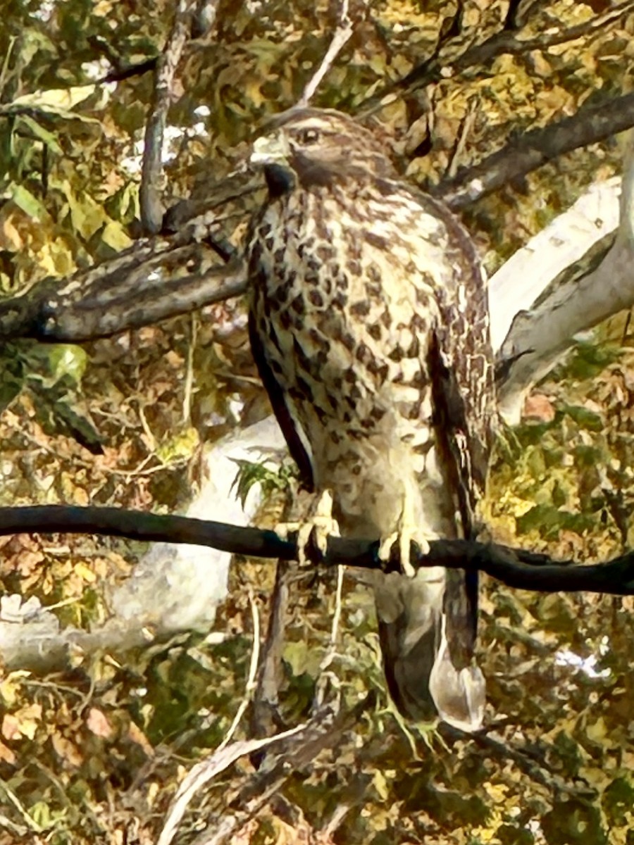 Red-shouldered Hawk - ML644102394