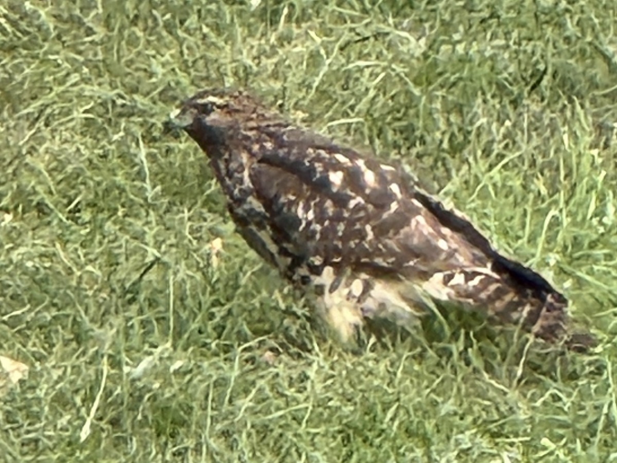Red-shouldered Hawk - ML644102395