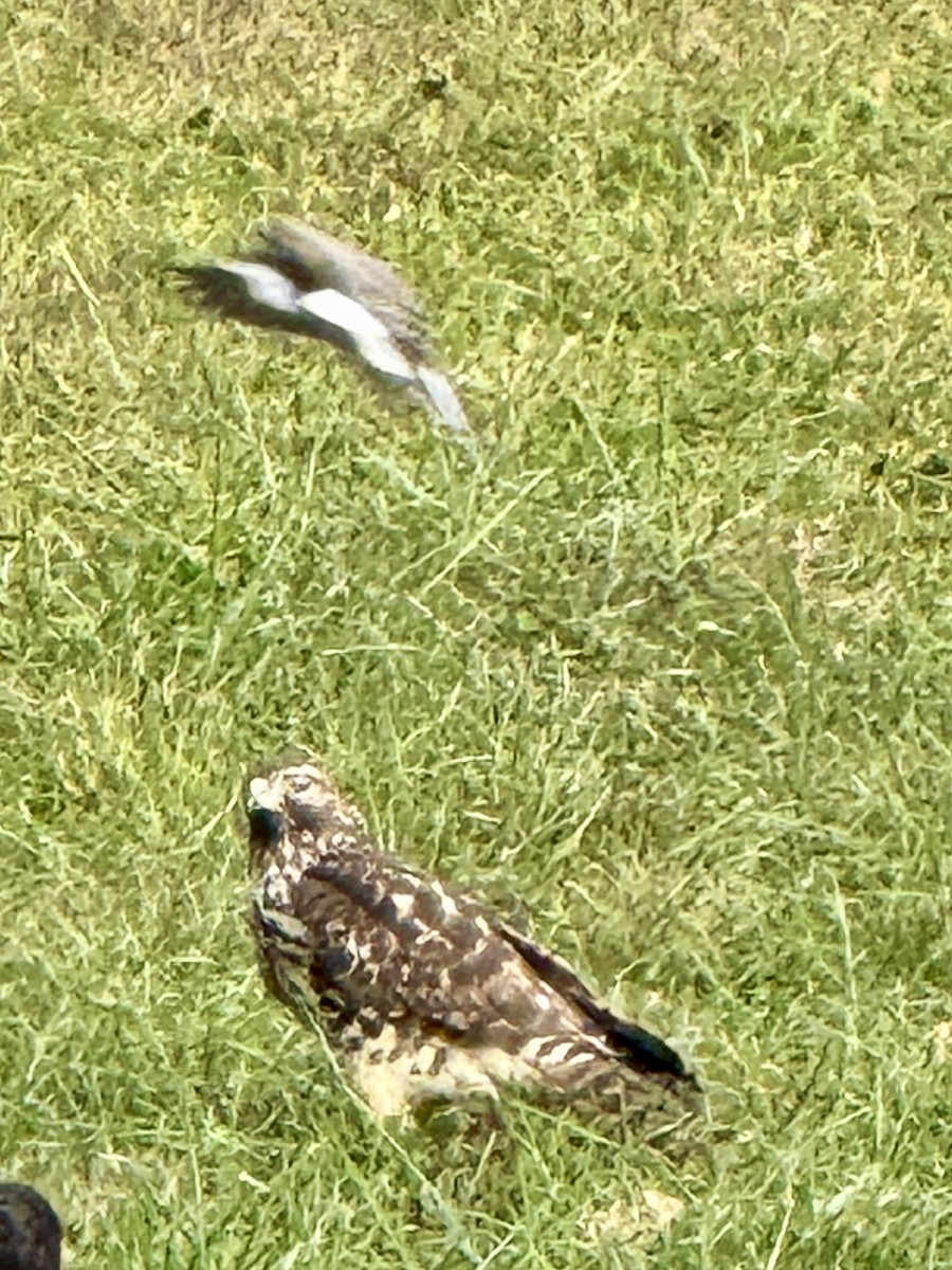 Red-shouldered Hawk - ML644102396