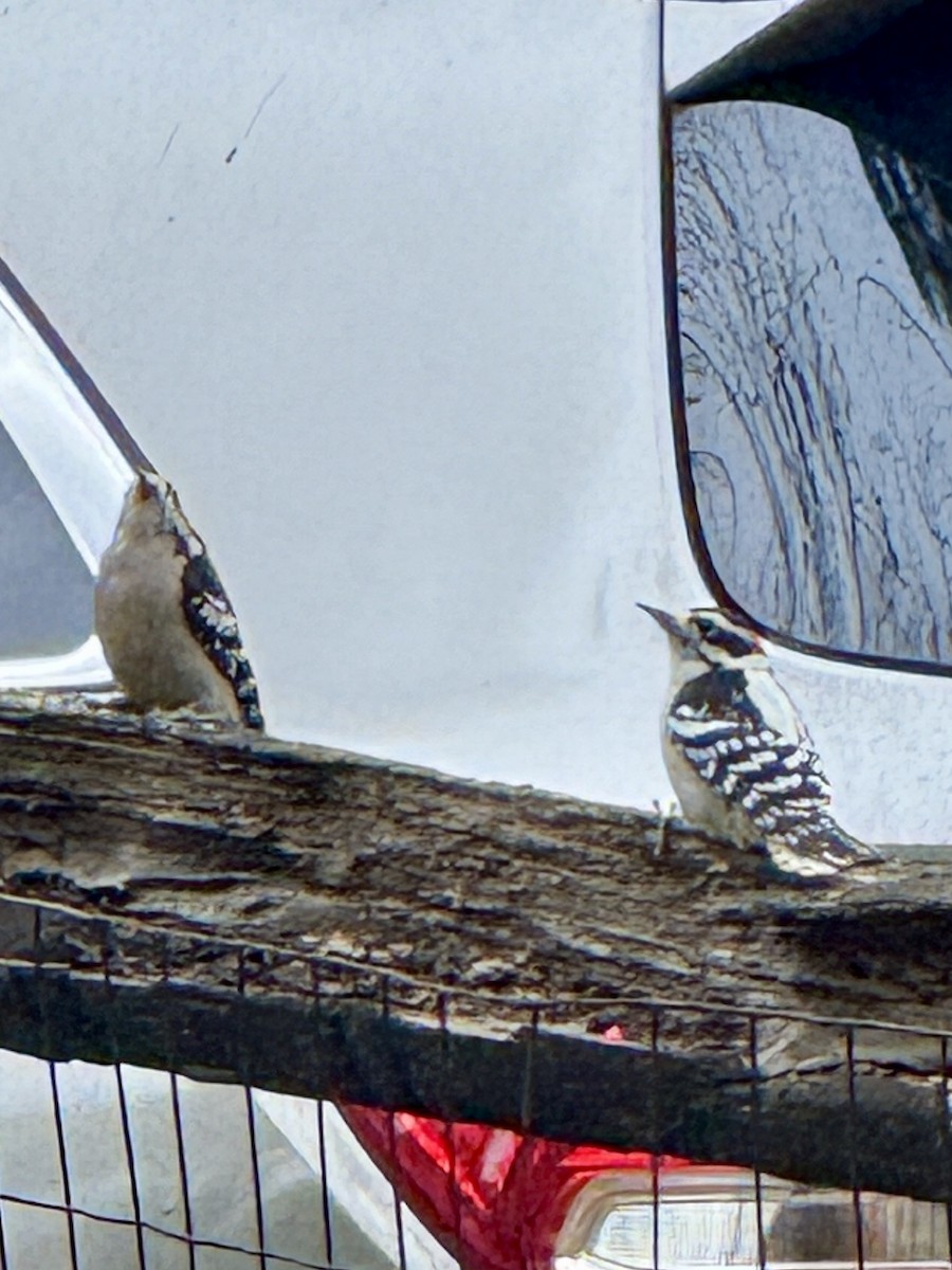 Downy Woodpecker - ML644102402