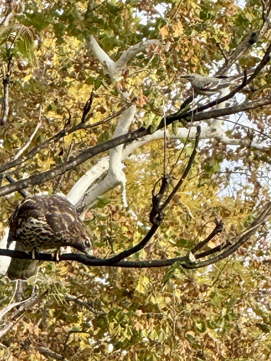 Northern Mockingbird - ML644102411