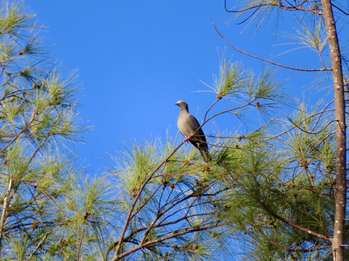 White-crowned Pigeon - ML644102414