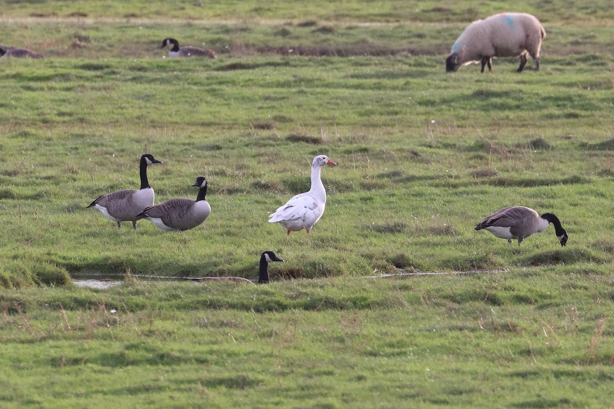 Graylag Goose - ML644102417