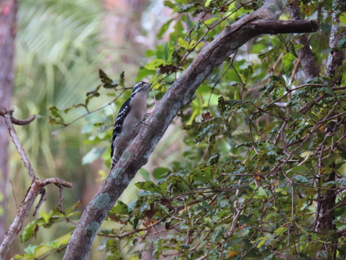 Downy Woodpecker - ML644102423