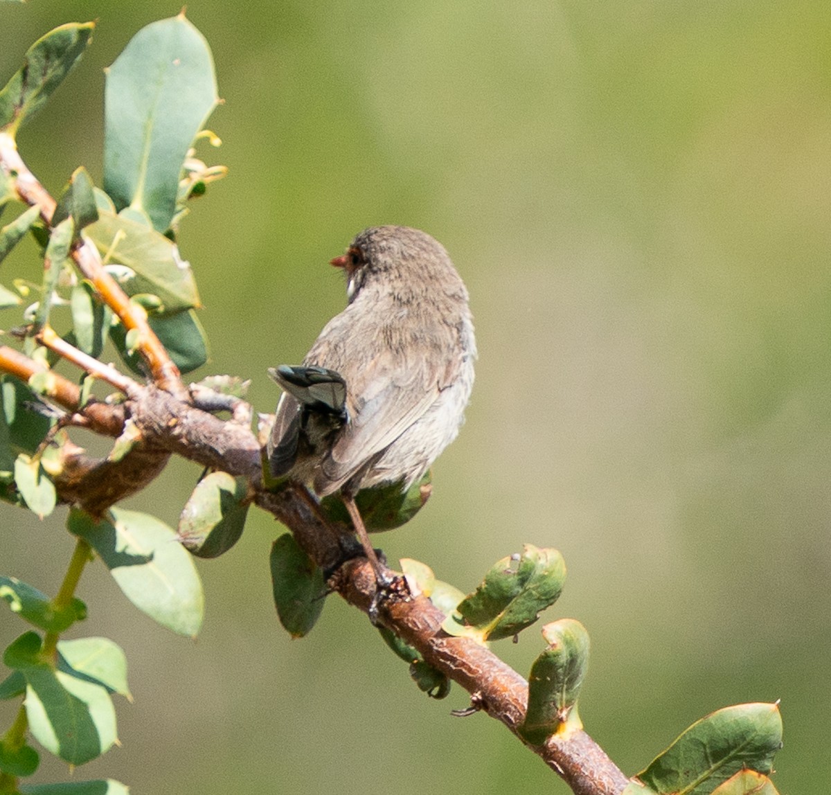 Splendid Fairywren - ML644102425