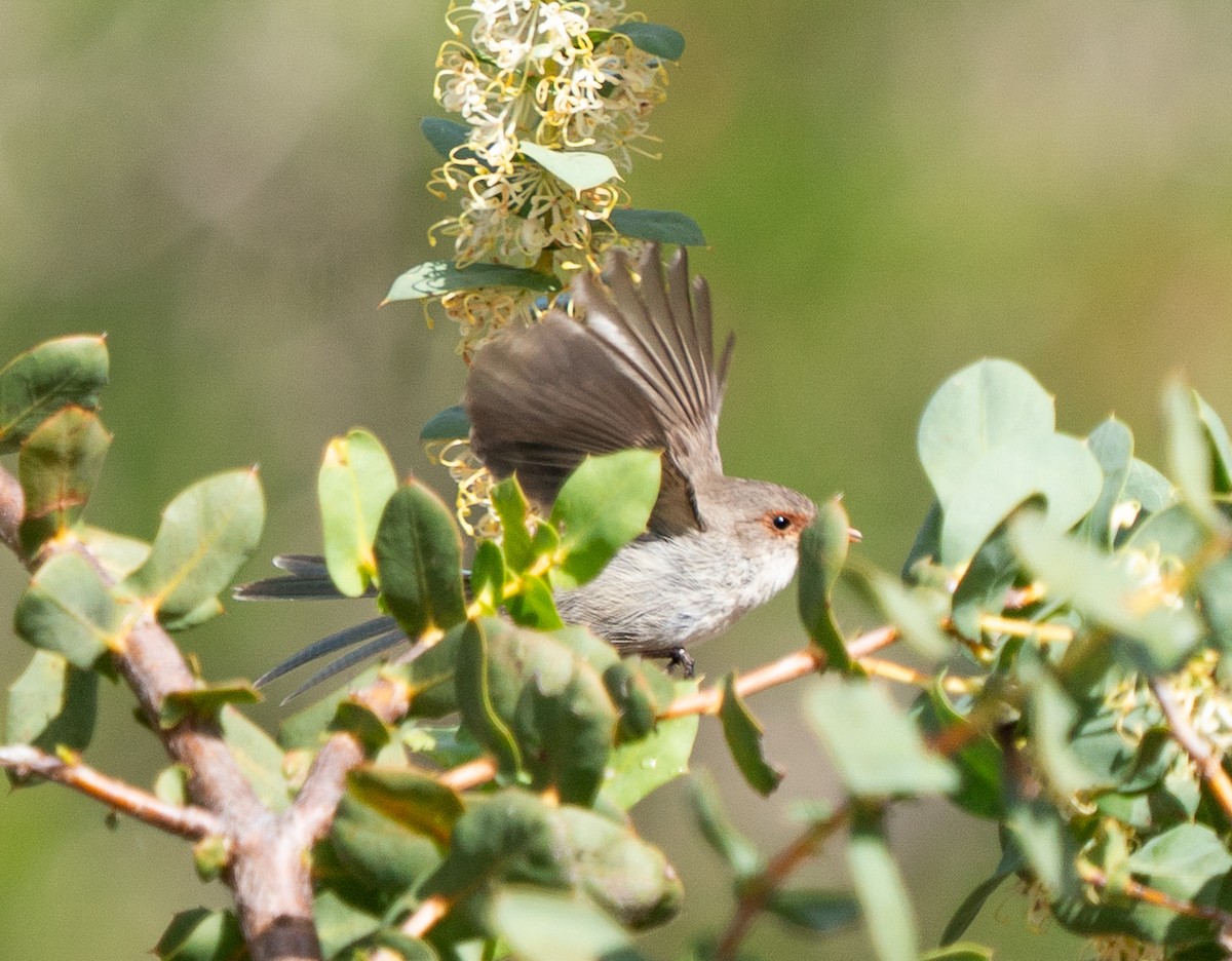 Splendid Fairywren - ML644102428