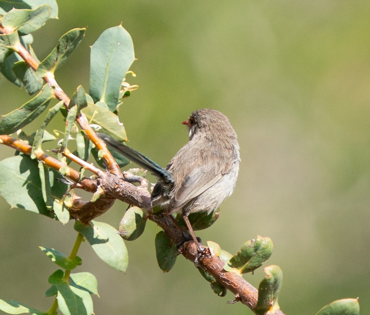 Splendid Fairywren - ML644102429