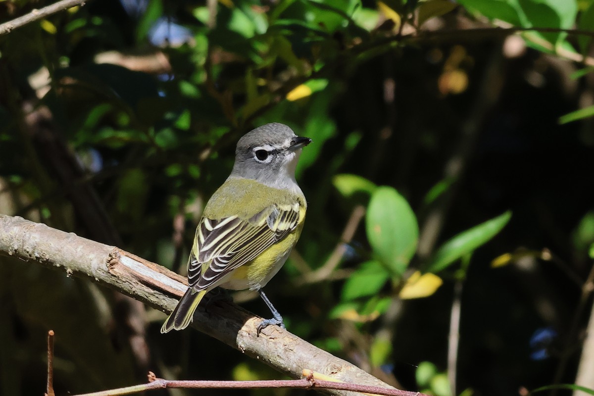 Blue-headed Vireo - ML644102437