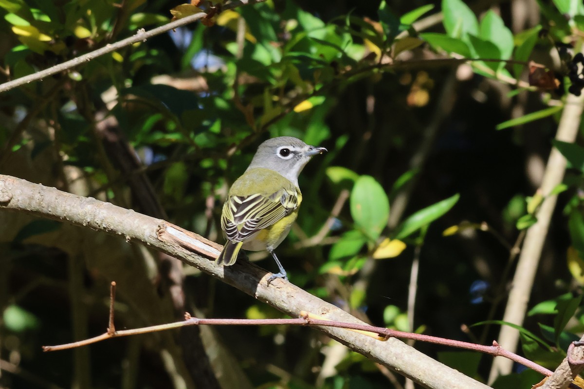 Blue-headed Vireo - ML644102438
