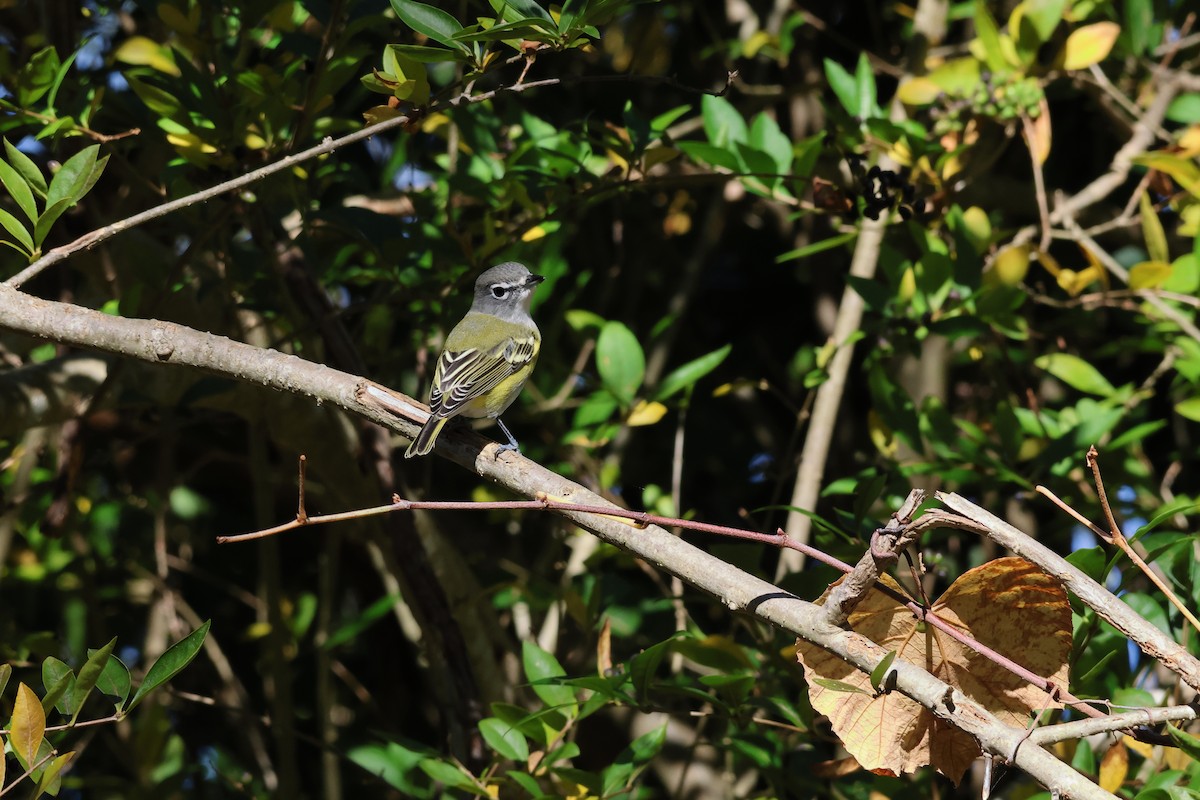 Blue-headed Vireo - ML644102439