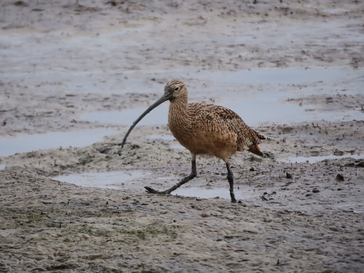 Long-billed Curlew - ML644102440