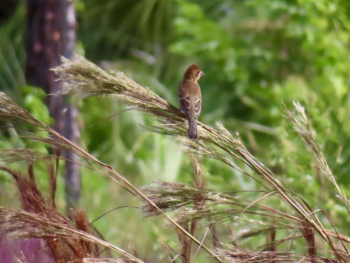 Blue Grosbeak - ML644102472