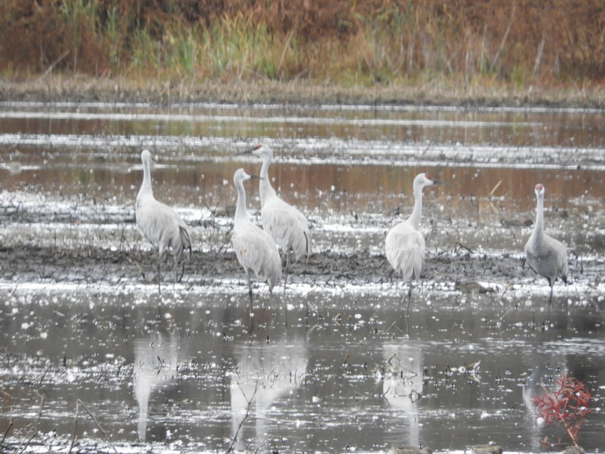 Sandhill Crane - ML644102476