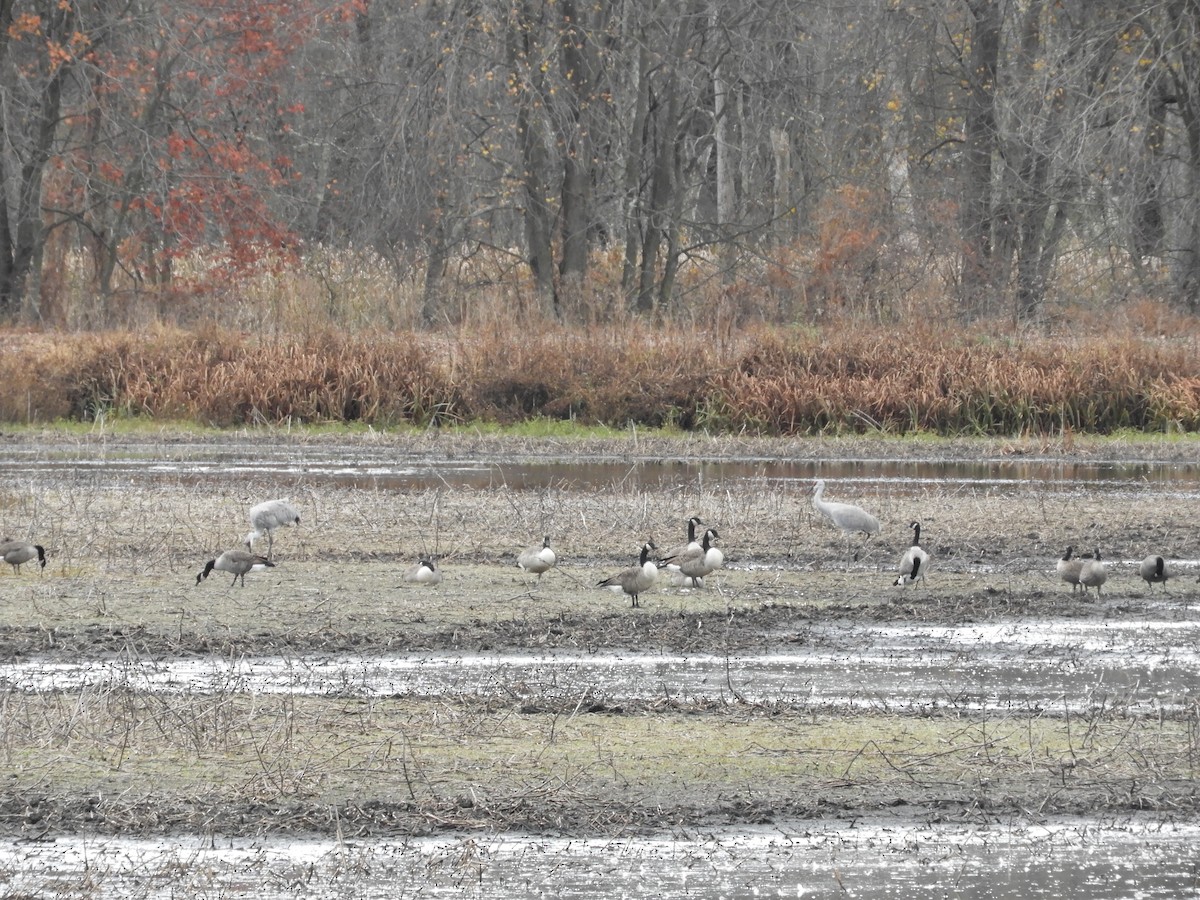 Sandhill Crane - ML644102477