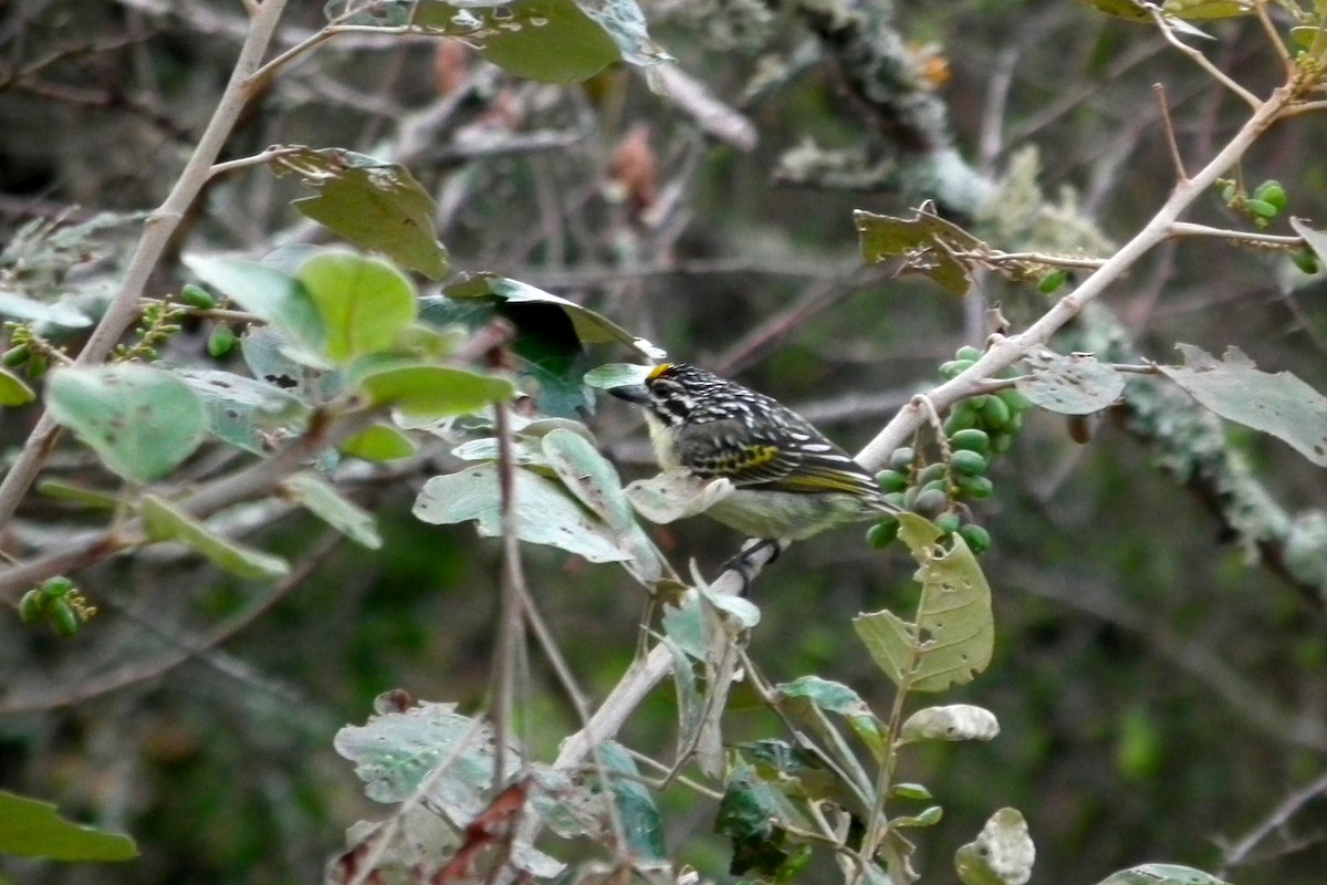 Sarı Alınlı Cüce Barbet - ML644102478