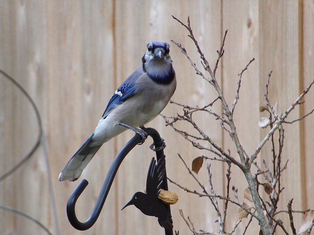 Blue Jay - ML644102482