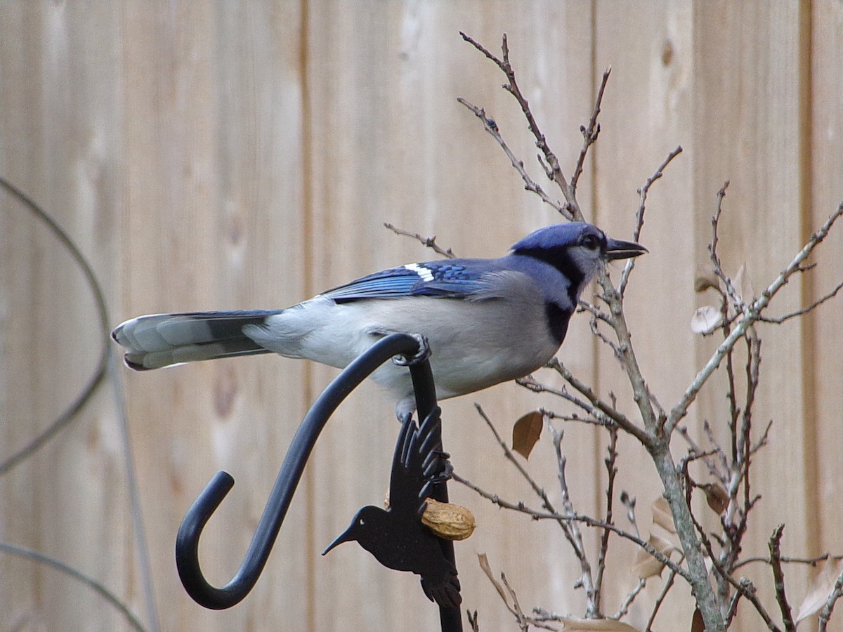 Blue Jay - ML644102483
