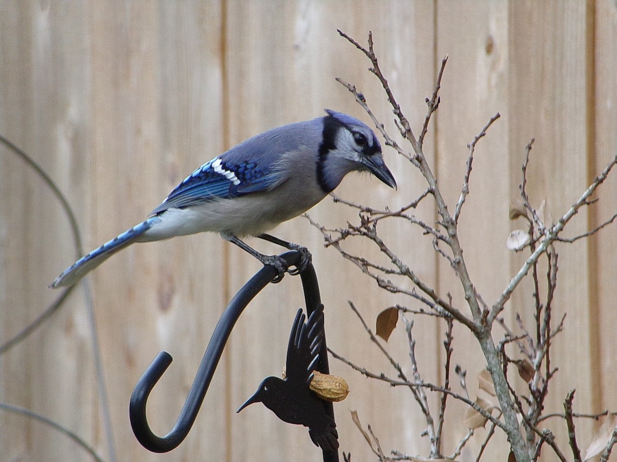 Blue Jay - ML644102484