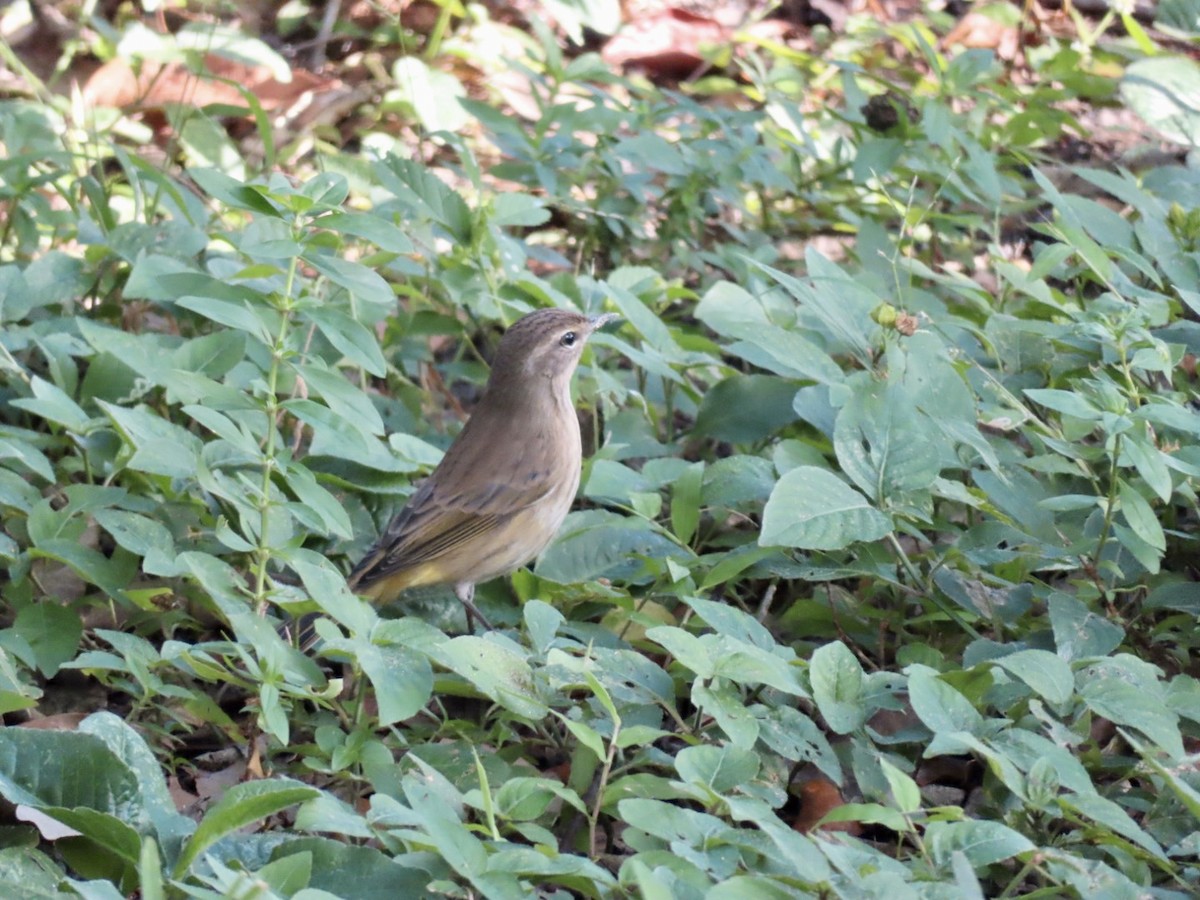 Palm Warbler - ML644102486
